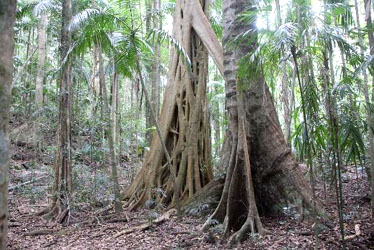 Complex notophyll vine forest, Palm Grove NP, Mount Tamborine, SEQ