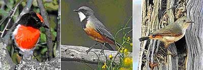 Red-capped robin