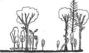 State 2: Rainforest with extensive canopy gaps