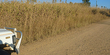 Gamba grass Andropogon gayanus