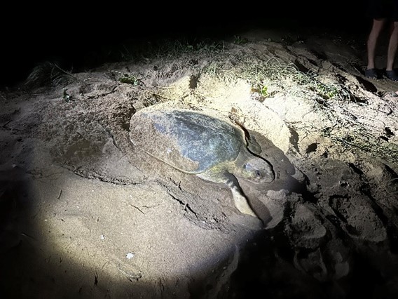 Photo of nesting turtle in a spotlight on a beach