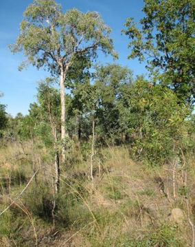 Lysiphyllum cunninghamii and Melaleuca nervosa woodland with occasional Terminalia platyptera on late Tertiary sand deposit (Bylong forest), Claraville Station, GUp.