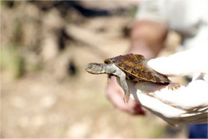 Scientest holding turtle